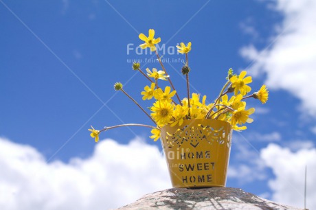 Fair Trade Photo Clouds, Colour image, Flower, Horizontal, New home, Peru, Sky, South America, Summer, Welcome home, Yellow