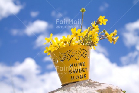 Fair Trade Photo Clouds, Colour image, Flower, Horizontal, New home, Peru, Sky, South America, Summer, Welcome home, Yellow