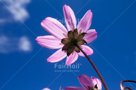 Fair Trade Photo Blue, Closeup, Colour image, Flower, Horizontal, Low angle view, Nature, Peru, Pink, Sky, South America