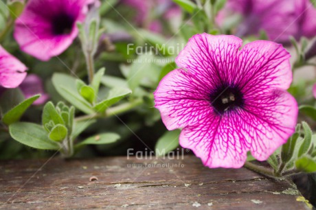 Fair Trade Photo Closeup, Colour image, Flower, Horizontal, Peru, South America