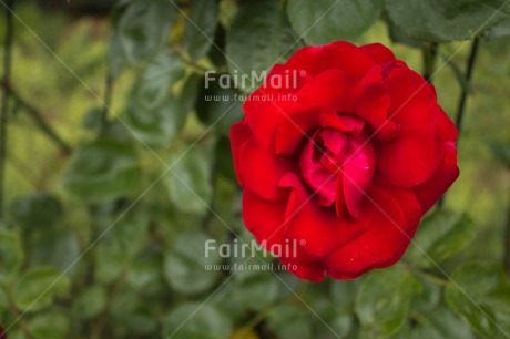 Fair Trade Photo Closeup, Colour image, Flower, Horizontal, Mothers day, Peru, Red, Rose, South America, Valentines day