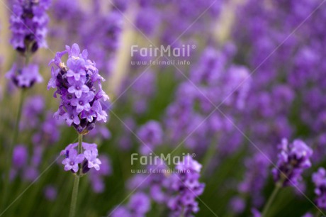 Fair Trade Photo Closeup, Colour image, Flower, Horizontal, Peru, Purple, South America