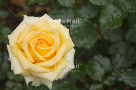 Fair Trade Photo Closeup, Colour image, Flower, Horizontal, Peru, Rose, South America, Waterdrop, Yellow