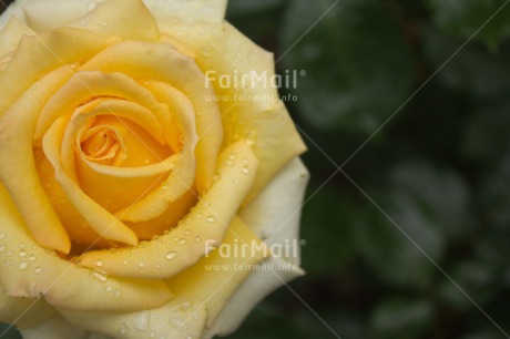 Fair Trade Photo Closeup, Colour image, Flower, Horizontal, Peru, Rose, South America, Waterdrop, Yellow