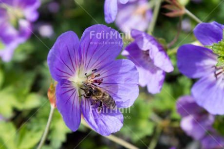 Fair Trade Photo Animals, Bee, Closeup, Colour image, Day, Flower, Horizontal, Insect, Nature, Outdoor, Peru, Purple, South America, Sustainability