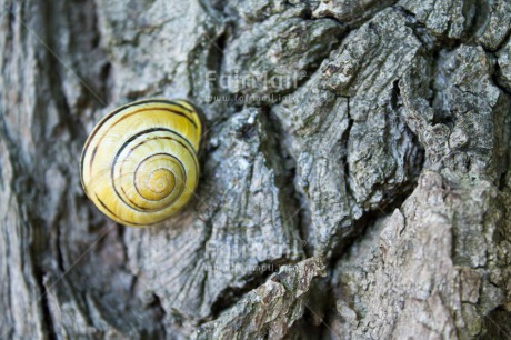 Fair Trade Photo Animals, Autumn, Closeup, Colour image, Horizontal, Nature, Peru, Seasons, Snail, South America, Summer, Tree, Wood