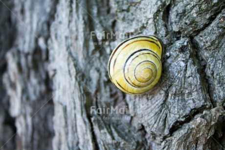 Fair Trade Photo Animals, Autumn, Closeup, Colour image, Horizontal, Nature, Peru, Seasons, Snail, South America, Summer, Tree, Wood