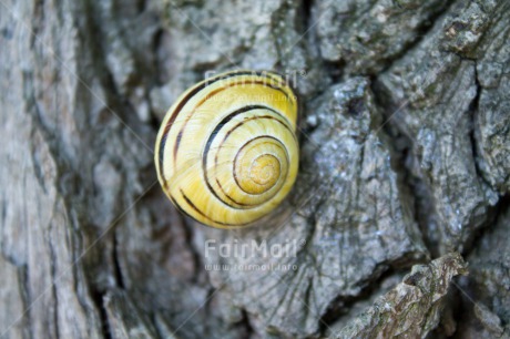 Fair Trade Photo Animals, Autumn, Closeup, Colour image, Horizontal, Nature, Peru, Seasons, Snail, South America, Summer, Tree, Wood