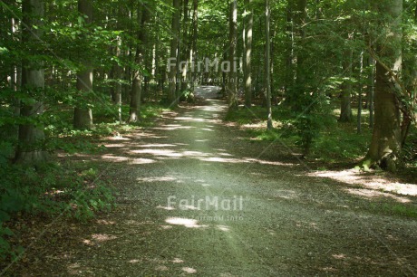 Fair Trade Photo Colour image, Condolence-Sympathy, Forest, Horizontal, Nature, Peru, South America, Travel, Tree