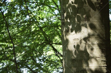 Fair Trade Photo Colour image, Condolence-Sympathy, Forest, Horizontal, Leaf, Nature, Peru, Shadow, South America, Tree