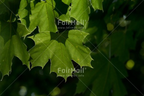 Fair Trade Photo Closeup, Colour image, Condolence-Sympathy, Forest, Green, Horizontal, Leaf, Light, Nature, Peru, South America, Tree