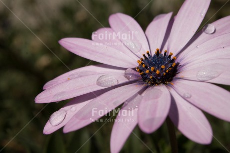 Fair Trade Photo Closeup, Colour image, Flower, Horizontal, Peru, Shooting style, South America, Waterdrop