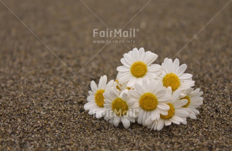 Fair Trade Photo Beach, Closeup, Colour image, Condolence-Sympathy, Daisy, Flower, Horizontal, Peru, Seasons, Shooting style, South America, Summer, Thinking of you