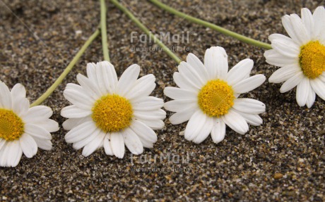 Fair Trade Photo Beach, Closeup, Colour image, Condolence-Sympathy, Daisy, Flower, Horizontal, Peru, Seasons, Shooting style, South America, Summer, Thinking of you