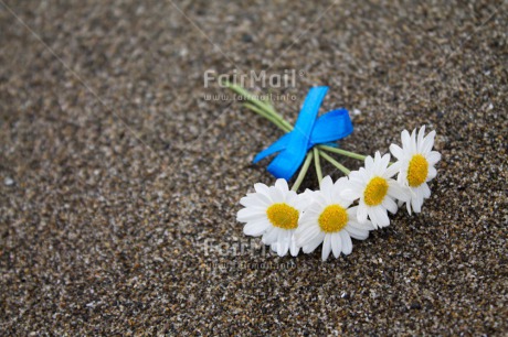 Fair Trade Photo Beach, Closeup, Colour image, Condolence-Sympathy, Daisy, Flower, Horizontal, Peru, Seasons, Shooting style, South America, Summer, Thinking of you