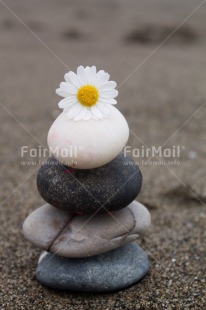 Fair Trade Photo Balance, Beach, Closeup, Colour image, Condolence-Sympathy, Daisy, Flower, Peru, Seasons, Shooting style, South America, Stone, Summer, Thinking of you, Vertical, Wellness