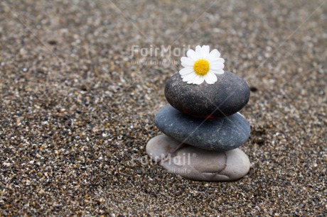 Fair Trade Photo Balance, Beach, Closeup, Colour image, Condolence-Sympathy, Daisy, Flower, Horizontal, Peru, Seasons, Shooting style, South America, Stone, Summer, Thinking of you, Wellness