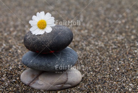 Fair Trade Photo Balance, Beach, Closeup, Colour image, Condolence-Sympathy, Daisy, Flower, Horizontal, Peru, Seasons, Shooting style, South America, Stone, Summer, Thinking of you, Wellness