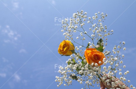 Fair Trade Photo Colour image, Condolence-Sympathy, Flower, Horizontal, Love, Marriage, Peru, South America, Wedding