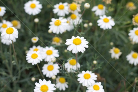 Fair Trade Photo Colour image, Daisy, Day, Flower, Green, Horizontal, Mothers day, Outdoor, Peru, South America, Summer, White, Yellow