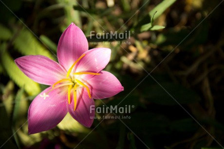 Fair Trade Photo Colour image, Condolence-Sympathy, Flower, Forest, Horizontal, Light, Peru, Pink, South America