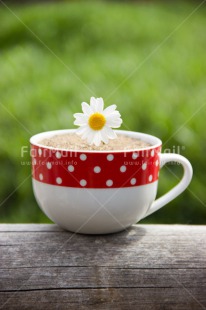 Fair Trade Photo Colour image, Cup, Daisy, Flower, Friendship, Mothers day, Peru, Red, South America, Vertical, White