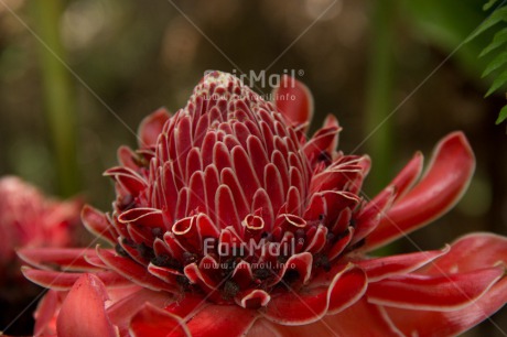 Fair Trade Photo Colour image, Flower, Horizontal, Orchid, Peru, South America