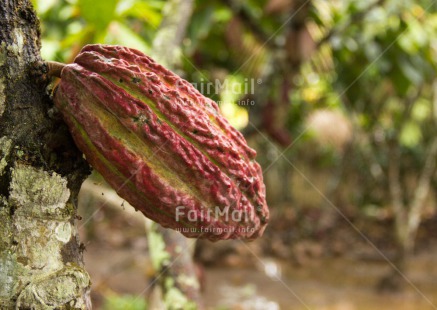 Fair Trade Photo Agriculture, Cacao, Chocolate, Colour image, Fair trade, Food and alimentation, Horizontal, Peru, South America, Tree