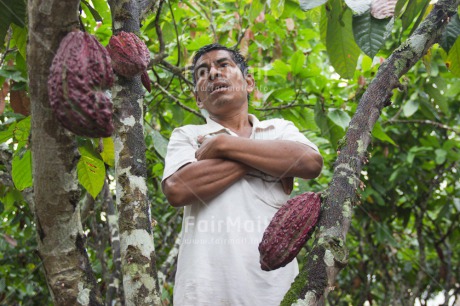 Fair Trade Photo Agriculture, Cacao, Chocolate, Colour image, Fair trade, Farmer, Food and alimentation, Horizontal, One man, People, Peru, South America, Tree