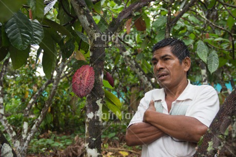 Fair Trade Photo Agriculture, Cacao, Chocolate, Colour image, Fair trade, Farmer, Food and alimentation, Horizontal, One man, People, Peru, South America, Tree