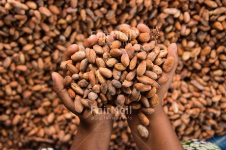 Fair Trade Photo Agriculture, Cacao, Chocolate, Colour image, Fair trade, Food and alimentation, Hand, Harvest, Horizontal, Peru, South America