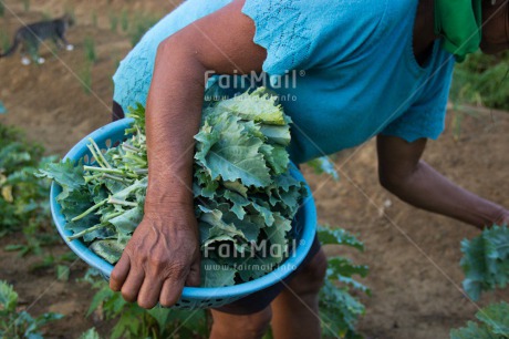 Fair Trade Photo Activity, Agriculture, Colour image, Farmer, Food and alimentation, Harvest, Horizontal, One woman, People, Rural, Working