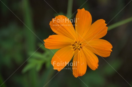 Fair Trade Photo Colour image, Flower, Food and alimentation, Fruits, Horizontal, Nature, Orange