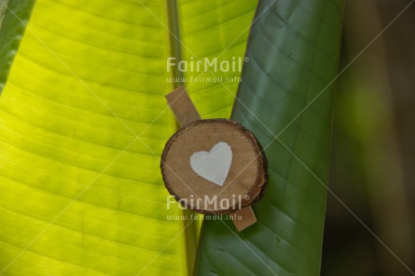 Fair Trade Photo Colour image, Green, Heart, Horizontal, Leaf, Love, Plant, Valentines day, White, Wood