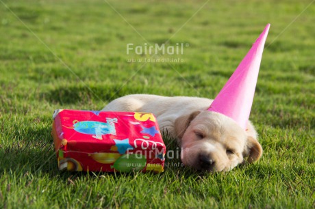 Fair Trade Photo Activity, Animals, Birthday, Colour image, Dog, Gift, Hat, Horizontal, Puppy, Sleeping