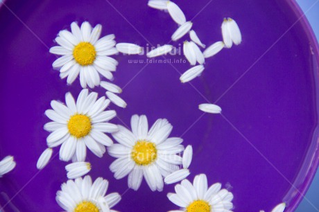 Fair Trade Photo Colour image, Condolence-Sympathy, Daisy, Flower, Horizontal, Mothers day, White, Yellow