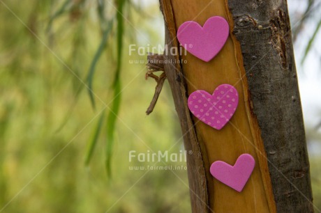 Fair Trade Photo Colour image, Heart, Horizontal, Love, Peru, South America, Tree, Valentines day