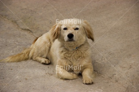 Fair Trade Photo Activity, Animals, Colour image, Dog, Horizontal, Looking at camera, Peru, South America