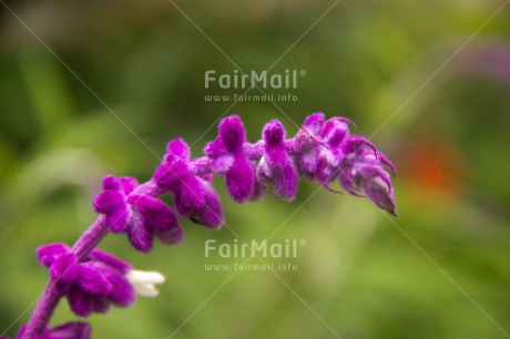 Fair Trade Photo Colour image, Horizontal, Peru, South America