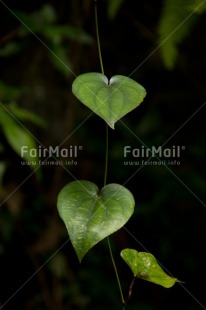 Fair Trade Photo Colour image, Forest, Leaf, Nature, Peru, South America, Vertical