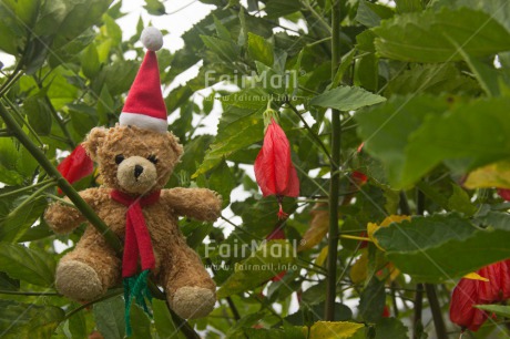 Fair Trade Photo Christmas, Colour image, Cute, Hat, Horizontal, Peru, South America, Teddybear