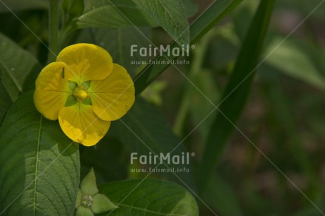 Fair Trade Photo Colour image, Flower, Horizontal, Nature, Peru, South America, Yellow