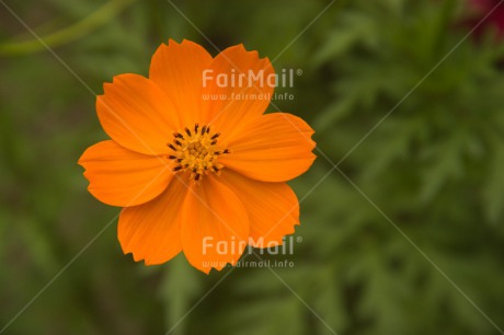 Fair Trade Photo Colour image, Flower, Food and alimentation, Fruits, Horizontal, Mothers day, Orange, Peru, South America