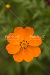 Fair Trade Photo Colour image, Flower, Food and alimentation, Fruits, Mothers day, Orange, Peru, South America, Vertical