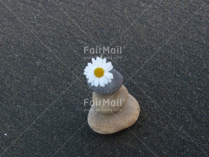 Fair Trade Photo Balance, Beach, Colour image, Condolence-Sympathy, Daisy, Flower, Horizontal, Peru, Sand, South America, Stone, Summer, Wellness