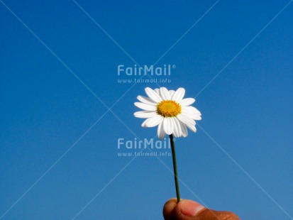 Fair Trade Photo Colour image, Daisy, Flower, Horizontal, Mothers day, Peru, Sky, South America, Summer