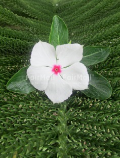 Fair Trade Photo Closeup, Colour image, Flower, Green, Peru, South America, White