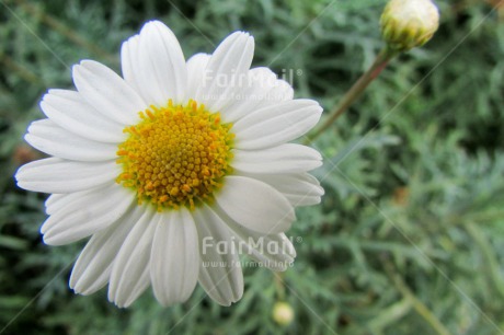 Fair Trade Photo Closeup, Colour image, Flower, Peru, South America, White, Yellow