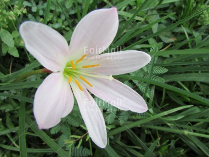 Fair Trade Photo Closeup, Condolence-Sympathy, Day, Flower, Horizontal, Nature, Outdoor, Peru, South America, White