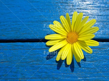 Fair Trade Photo Blue, Closeup, Flower, Horizontal, Peru, South America, Yellow